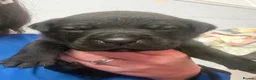 Mixed Breed dogs for sale: Cane corso cross pups for sale  in Airdrie - Advert 24