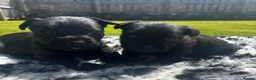 Patterdale Terrier dogs for sale: Patterdale Puppies For Sale - Advert 6