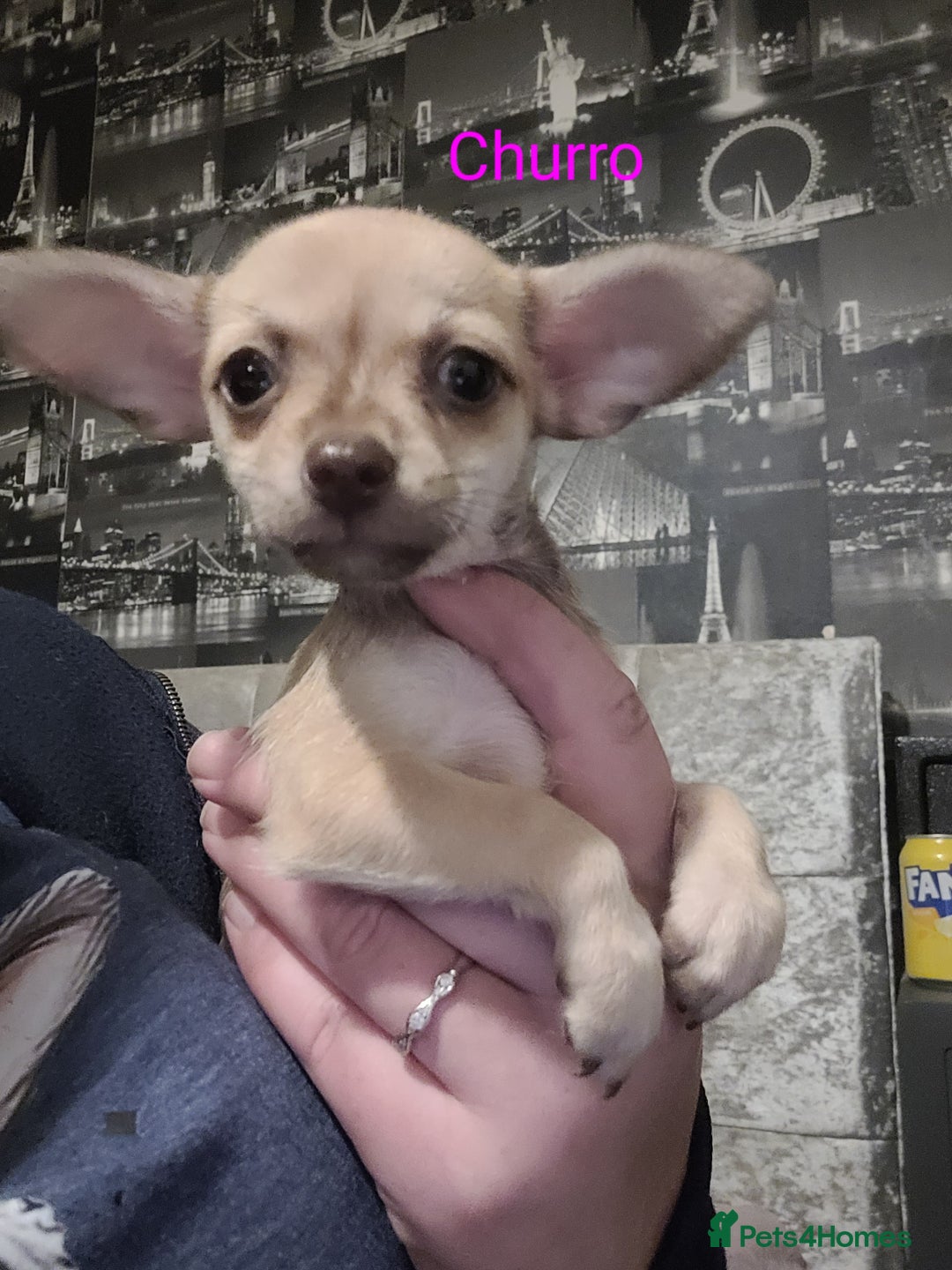Chihuahua dogs for sale: Chihuahua puppies 2 males and 3 females  - Advert 2