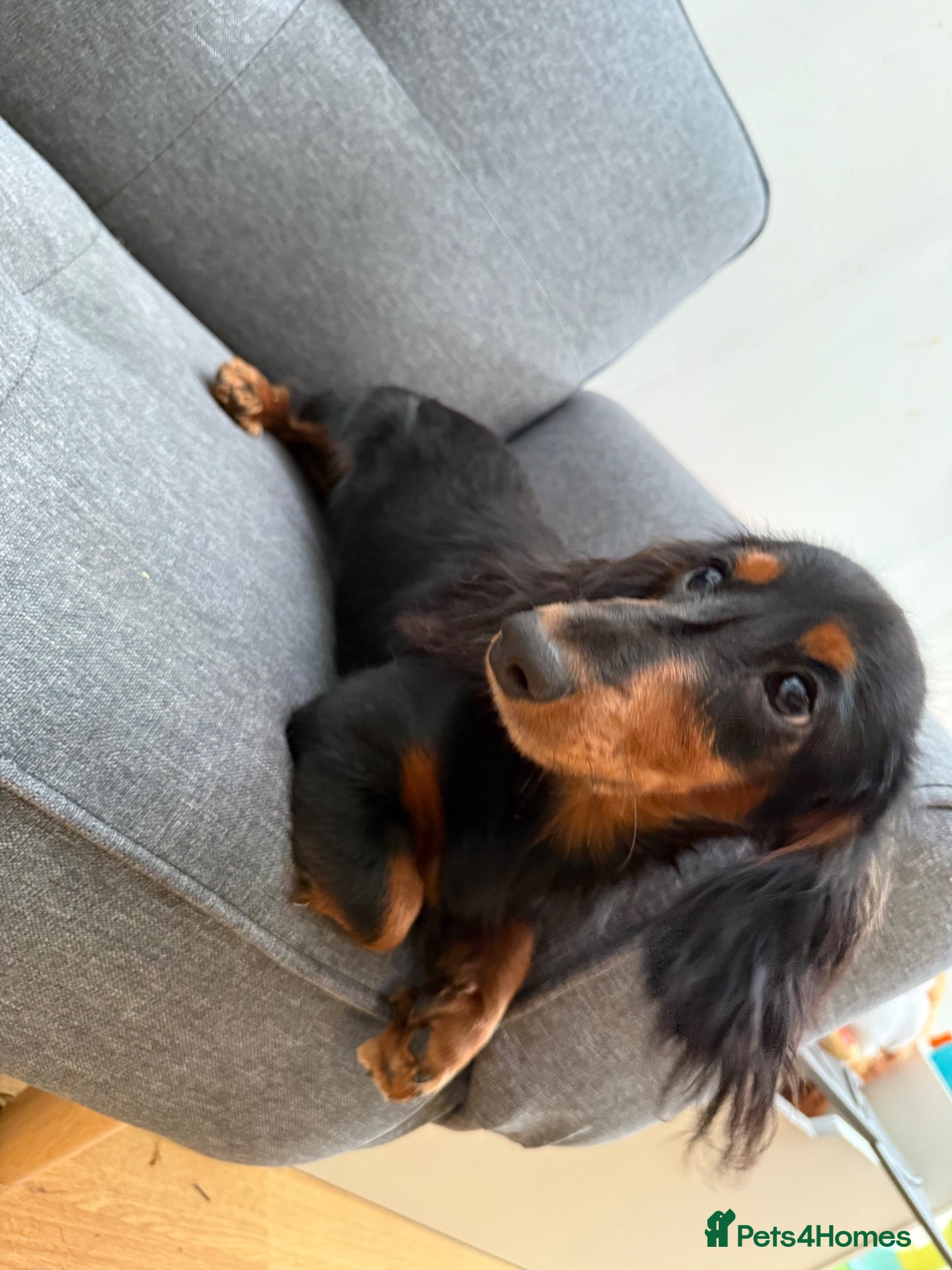 Miniature Dachshund dogs Long haired miniature dachshund🐾 - Advert 4