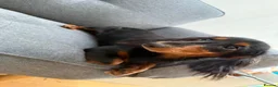 Miniature Dachshund dogs for sale: Long haired miniature dachshund🐾 in Llanelli - Advert 1