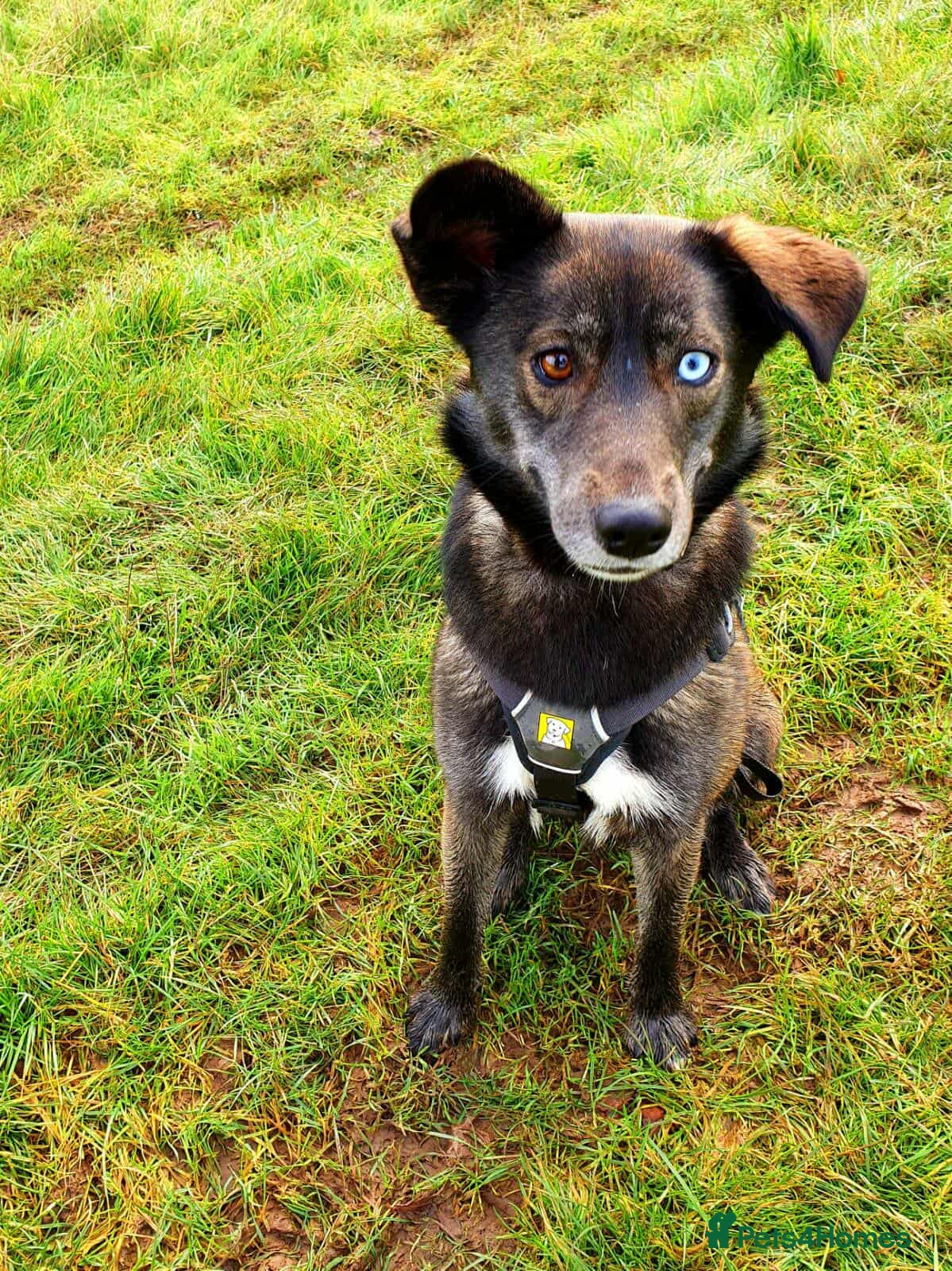 Mixed Breed dogs WILLOW - EXPERIENCE REQUIRED  - Advert 2