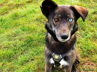 Mixed Breed dogs WILLOW - EXPERIENCE REQUIRED - Advert 13