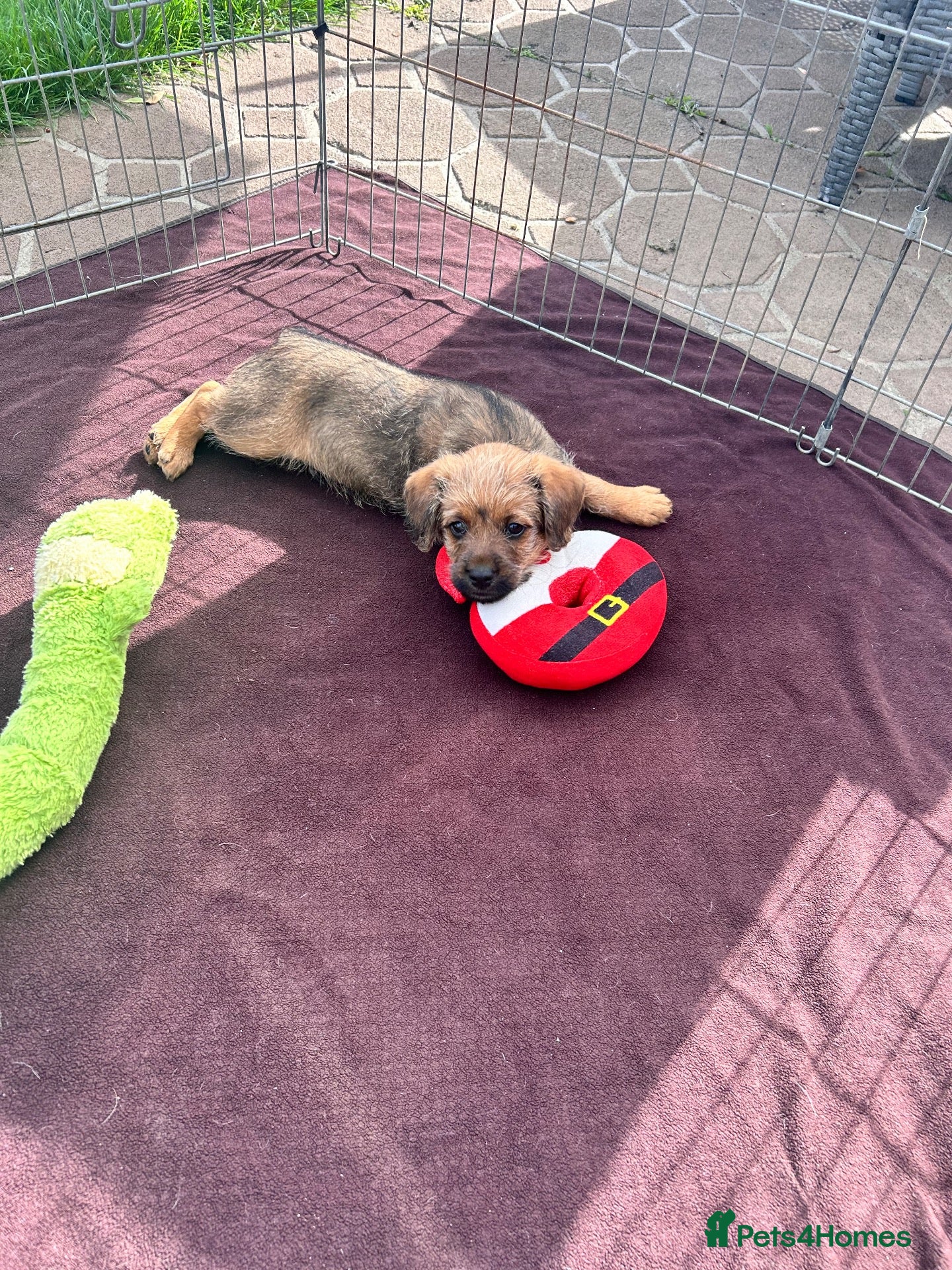 Mixed Breed dogs Borderpoo puppy’s for sale!  - Advert 1