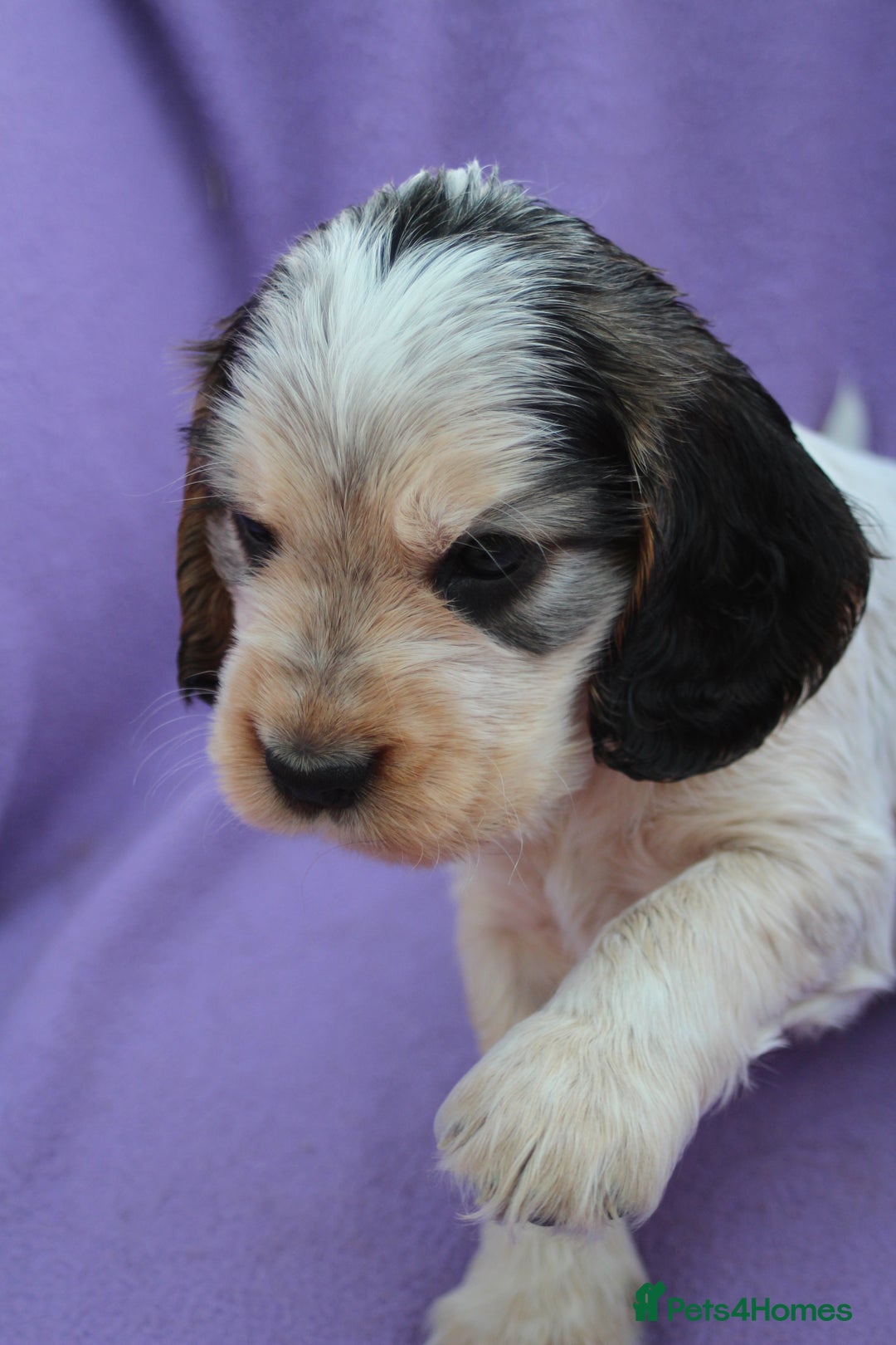 Cocker Spaniel dogs for sale: Beautiful pedigree cocker spaniel puppies - Image 2