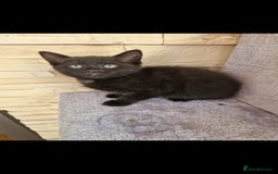 Mixed Breed cats for sale: Kittens😺 - Image 14