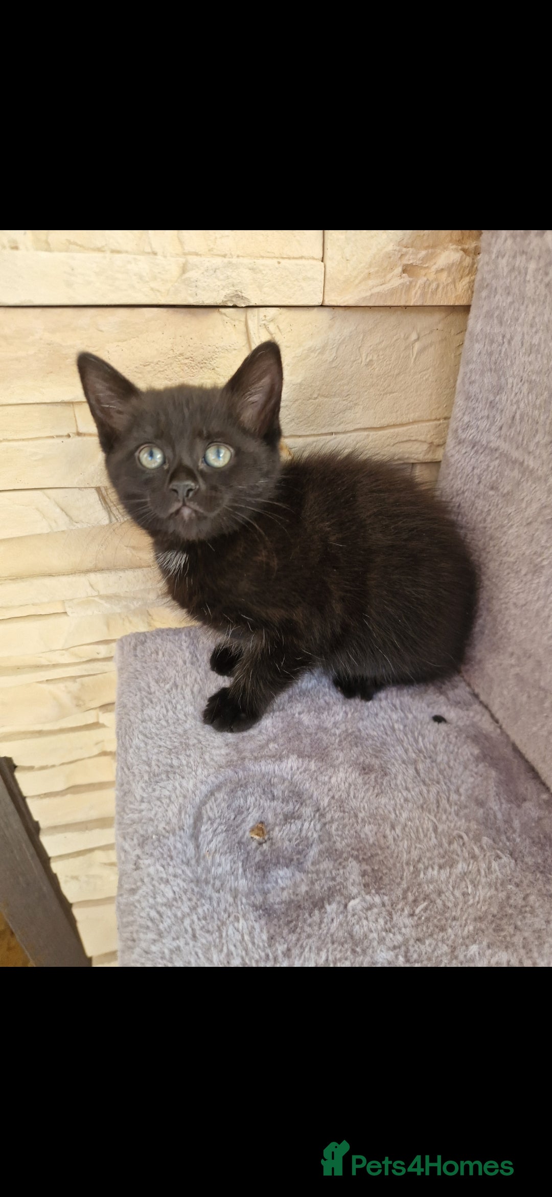 Mixed Breed cats for sale: Kittens😺 - Image 14