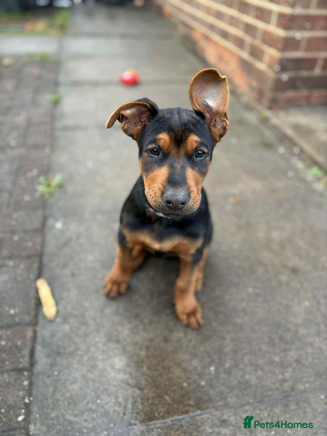 Mixed Breed dogs for sale: Chineese red dog x chinese red dog x Dutch herder  - Image 4