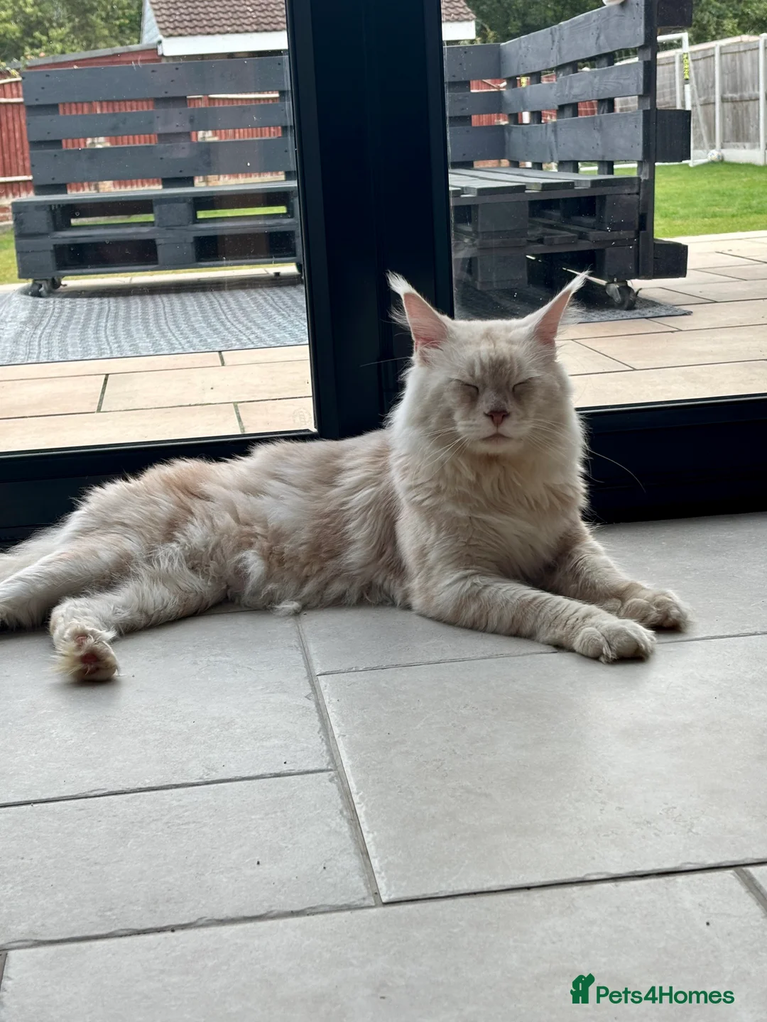 Maine Coon cats for sale: TICA Maine Coon Kittens - ready now - Advert 3