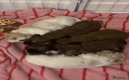 Shih Tzu dogs for sale: Cream and chocolate imperial shih tzu pups - Image 23