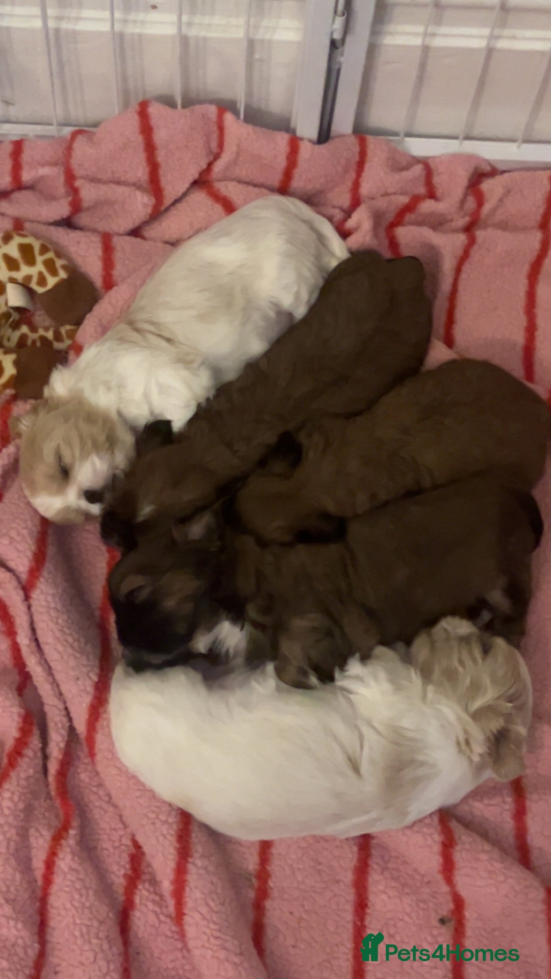Shih Tzu dogs for sale: Cream and chocolate imperial shih tzu pups - Image 23