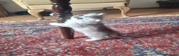 Persian cats for sale: Persian chinchilla  - Advert 12