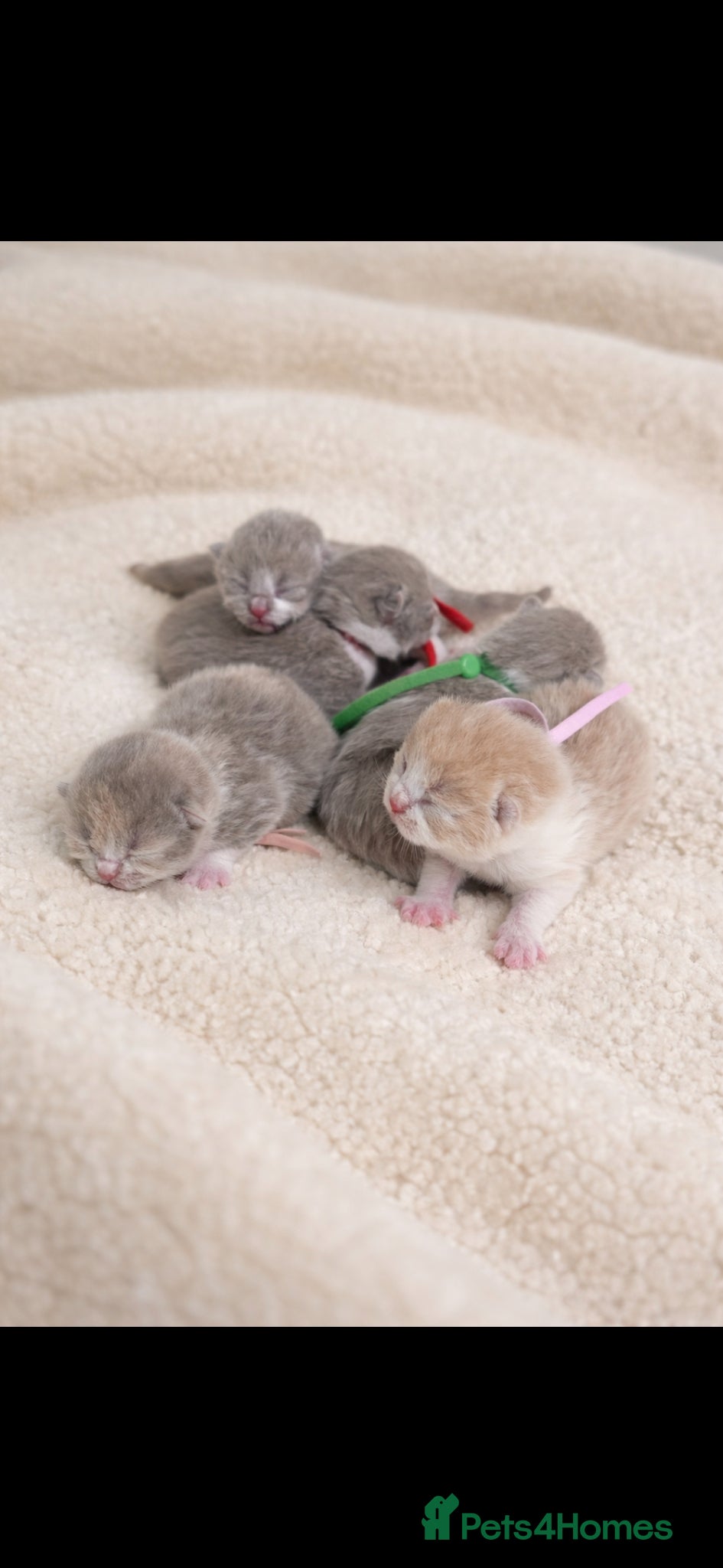 British Shorthair cats Show quality GCCF British Shorthair kittens - Advert 2