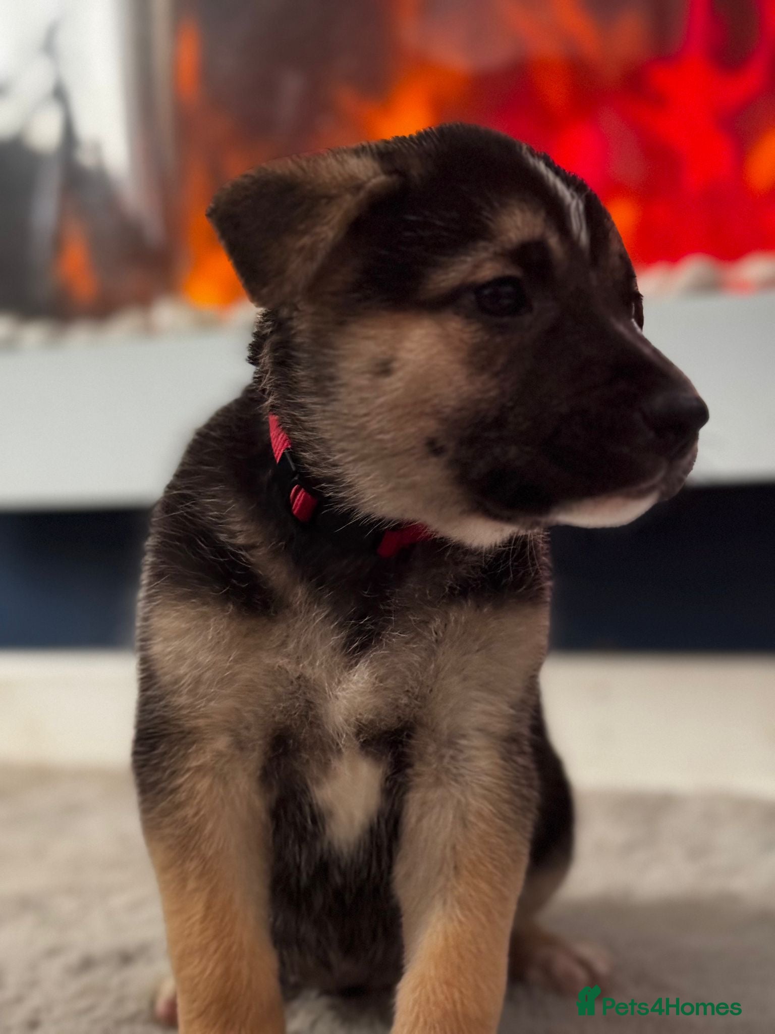 Mixed Breed dogs Staffy x belgian malinois  - Advert 3