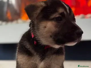 Mixed Breed dogs Staffy x belgian malinois - Advert 3