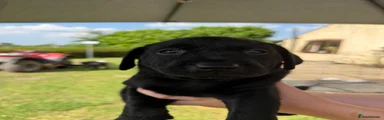 Labrador Retriever 1
