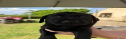Labrador Retriever dogs for sale: KC Labrador pups for sale (fox red and black) in Shrewsbury - Advert 12