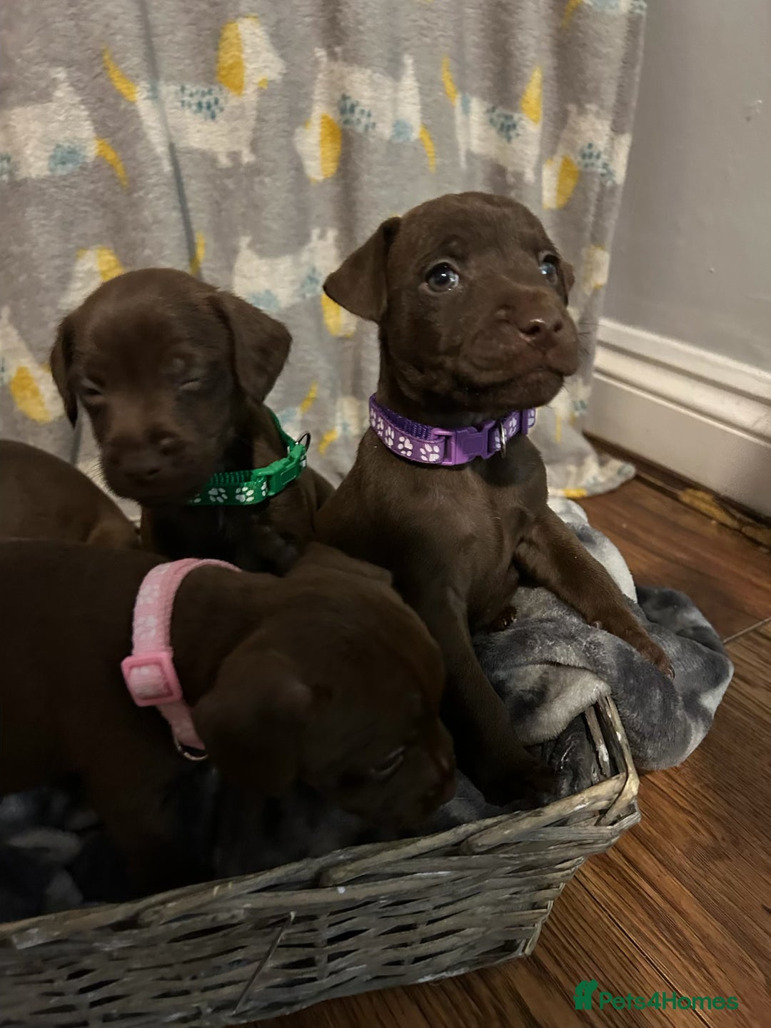 Patterdale Terrier dogs for sale: Beautiful Patterdale Terrier Puppies - Advert 2