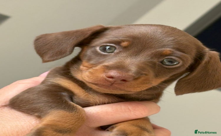 Miniature Dachshund dogs - Advert 5