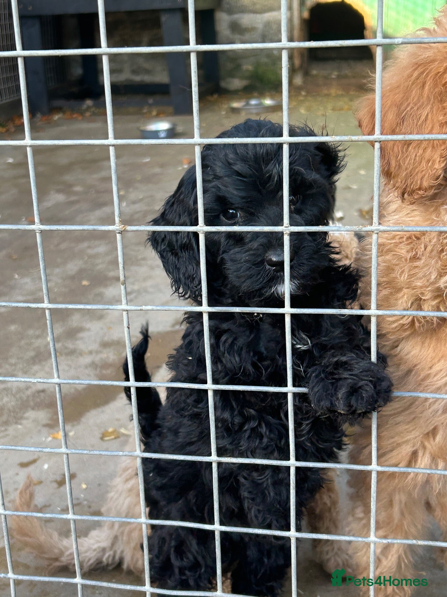Labradoodle dogs for sale: Stunning F1B miniature labradoodles - Advert 1