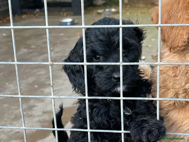 Labradoodle dogs for sale: Vet Checked and Perfect F1B miniature labradoodles - Advert 1