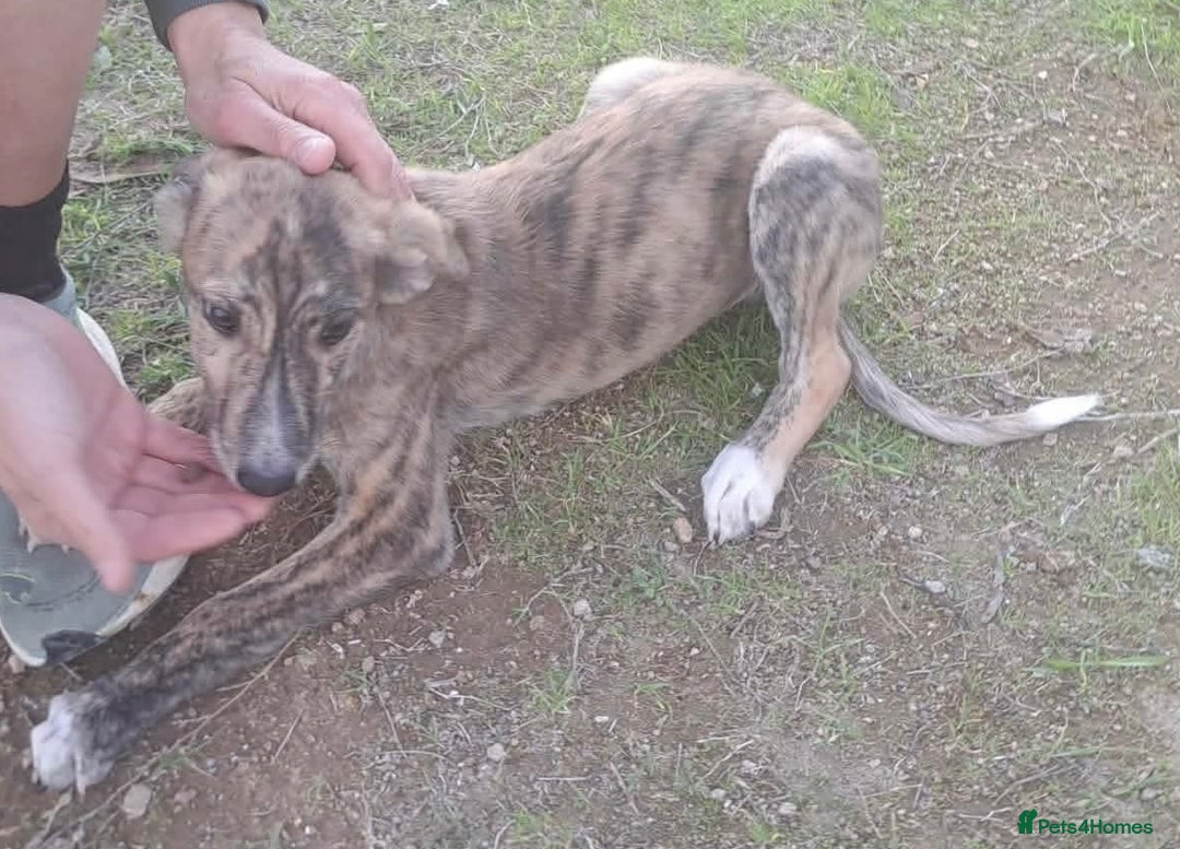 Mixed Breed dogs for adoption: Taz needs a loving home  - Advert 14