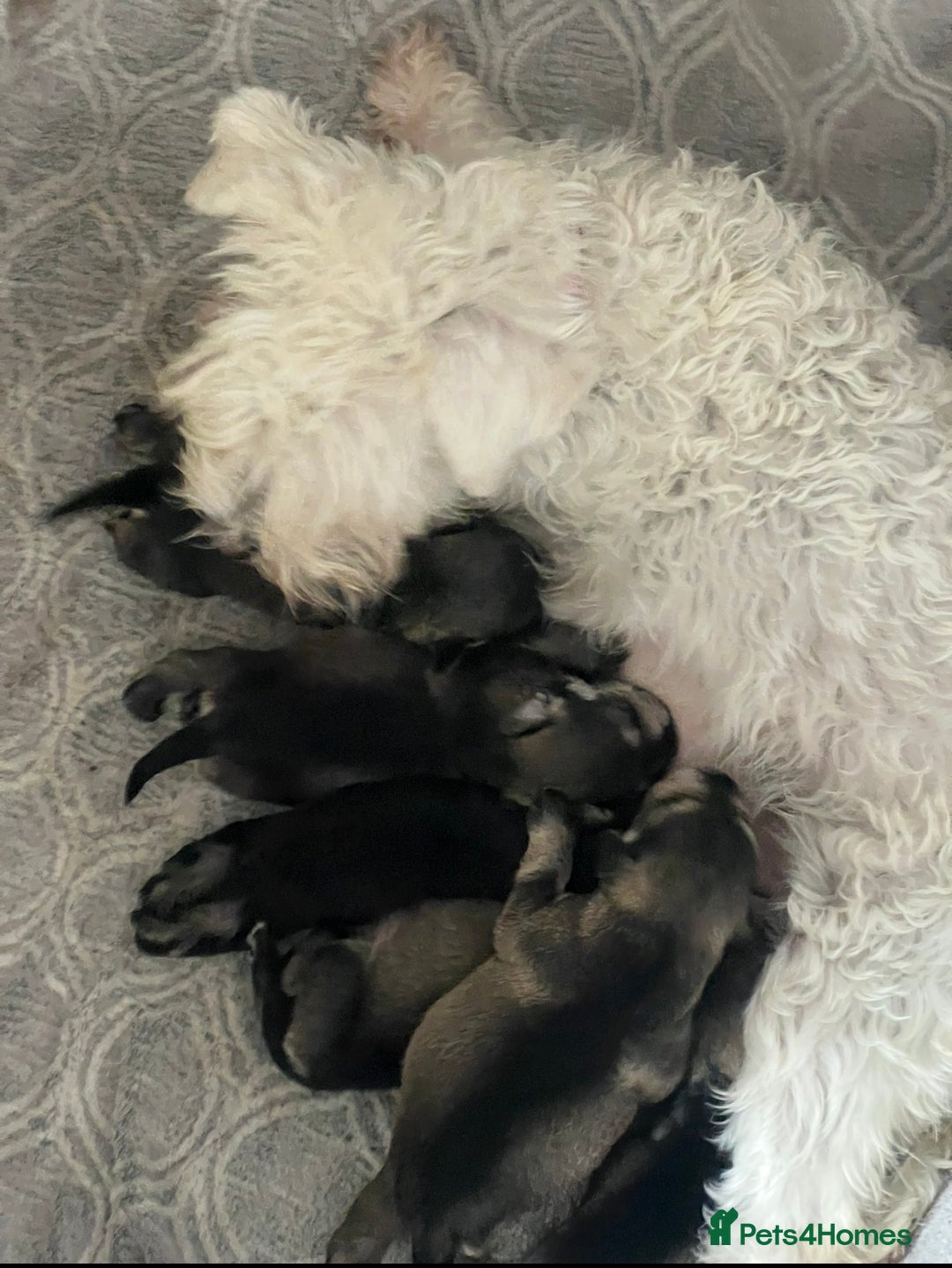 Miniature Schnauzer dogs for sale: 🤎🖤🩶Stunning Miniature Schnauzer Pups🩶🖤🤎 - Advert 8