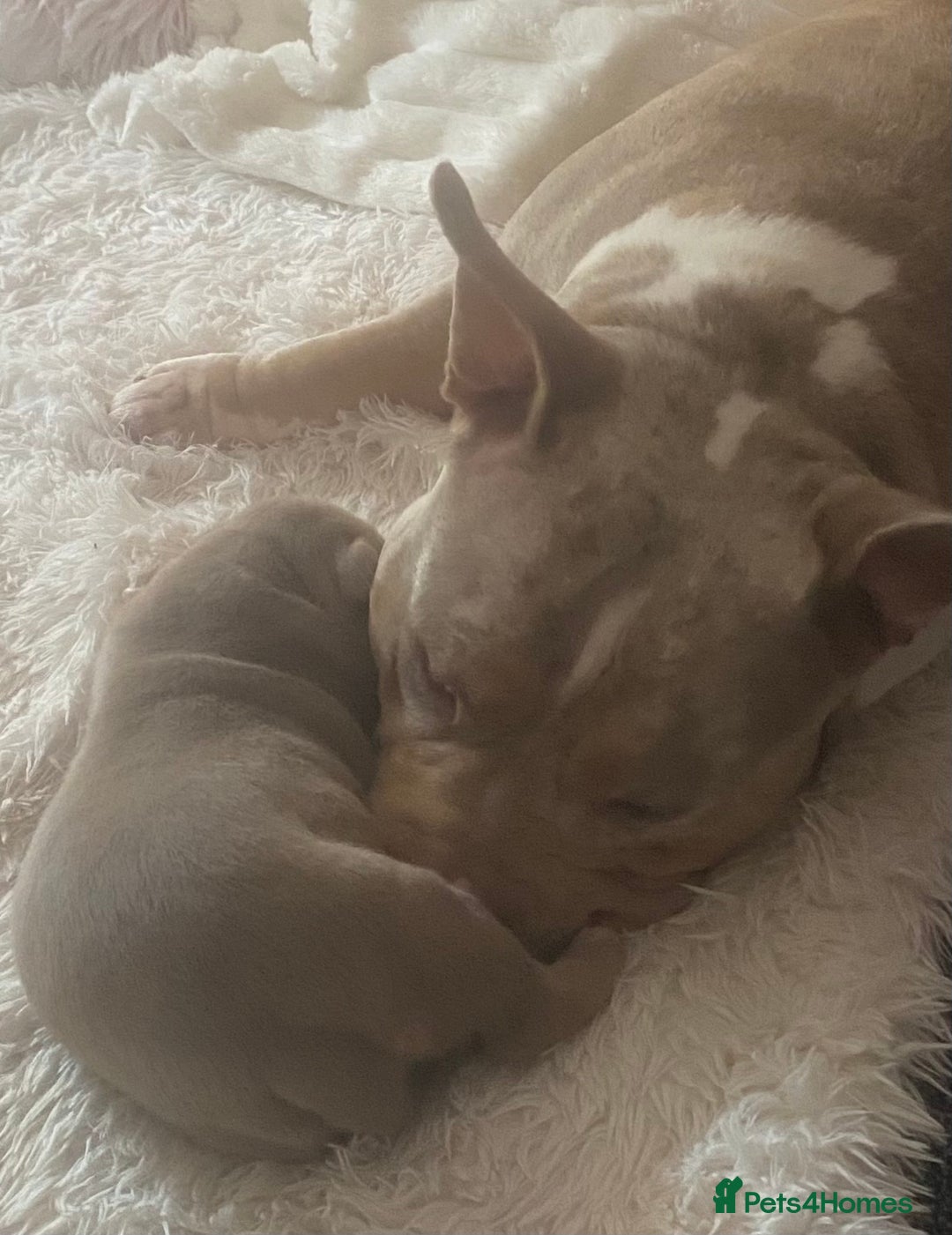 American Bully dogs for sale: American bully  - Advert 6