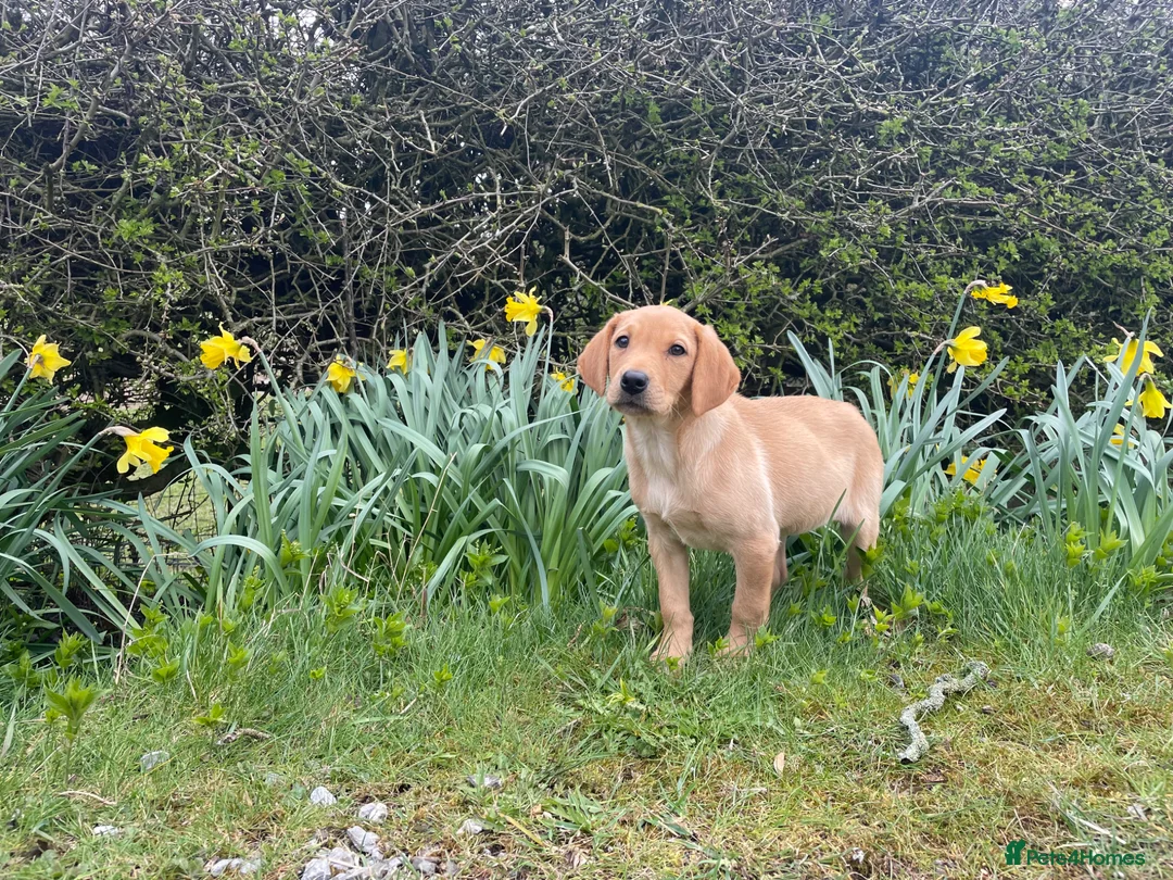 Labrador Retriever dogs for sale: KC Reg Labrador bitch  - Advert 4