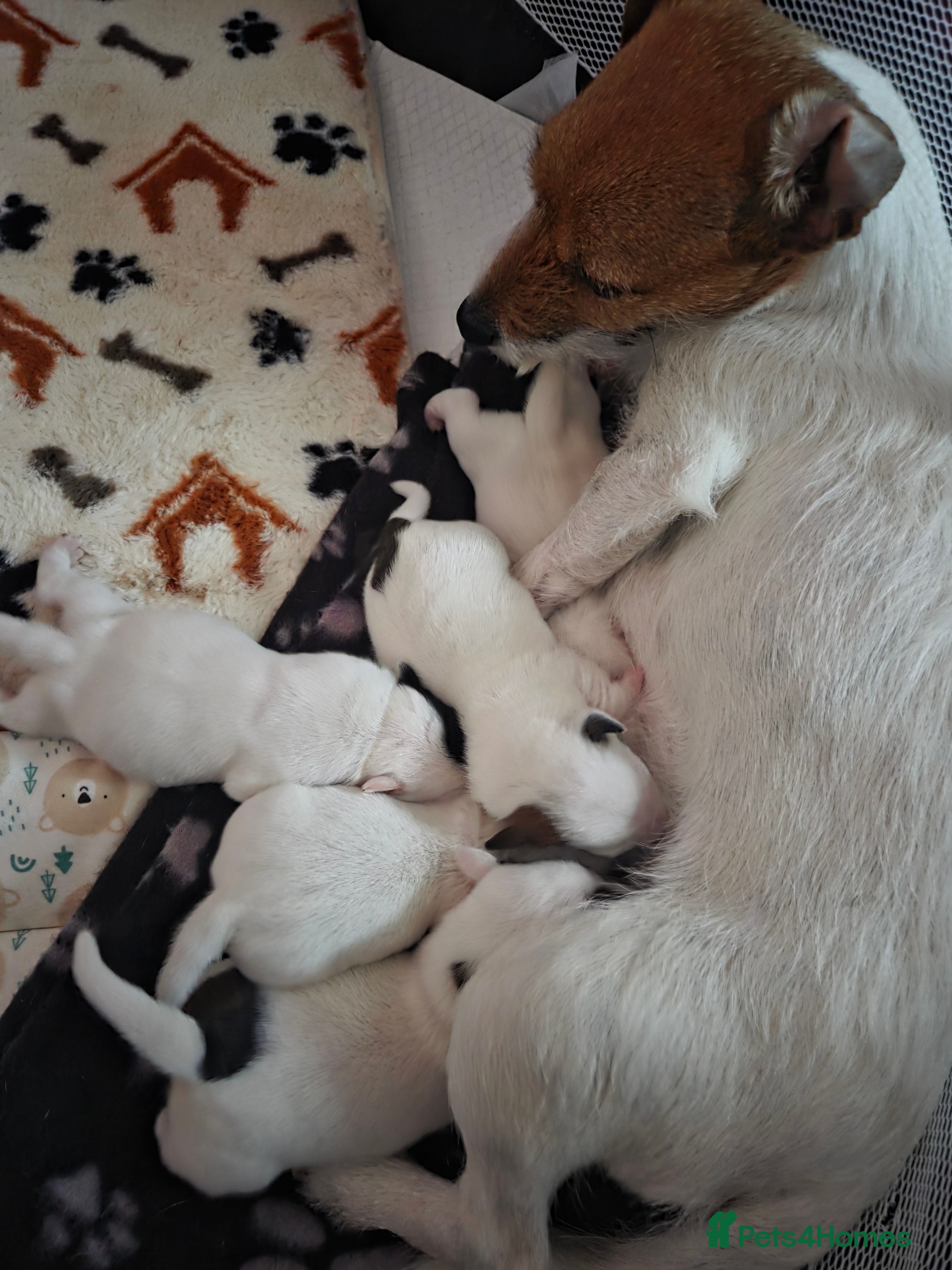 Jack Russell dogs Jack russell puppy - Advert 15