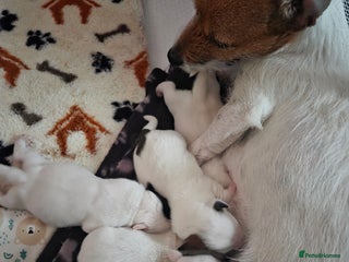 Jack Russell dogs Jack russell puppy - Advert 16