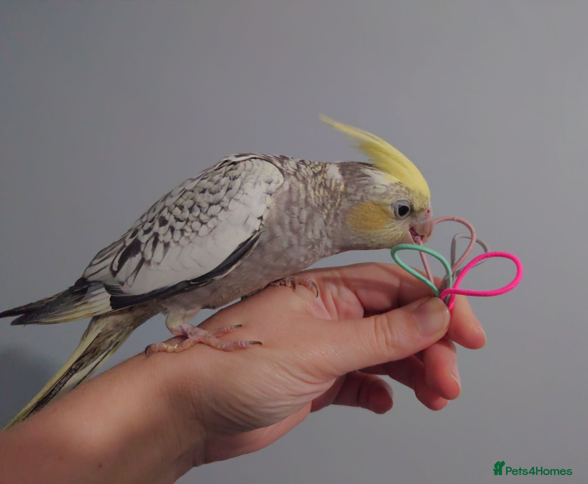 Cockatiels birds Hand reared silly tame DNA sexed baby cockatiels  - Advert 2