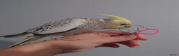Cockatiels birds for sale: Hand reared silly tame DNA sexed baby cockatiels  - Advert 5