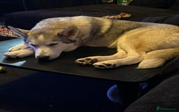 Siberian Husky dogs for sale: Siberian husky - Image 2