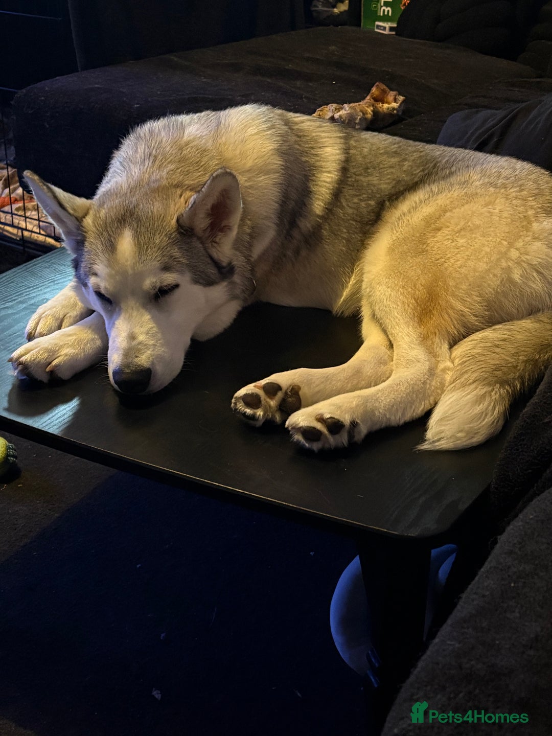 Siberian Husky dogs for sale: Siberian husky - Image 2