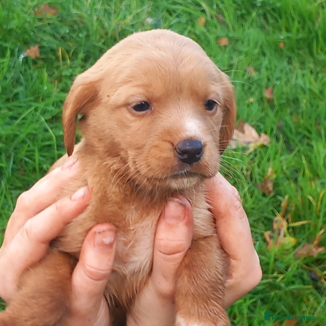 Mixed Breed dogs for sale: Labrador x sprocker - Advert 11