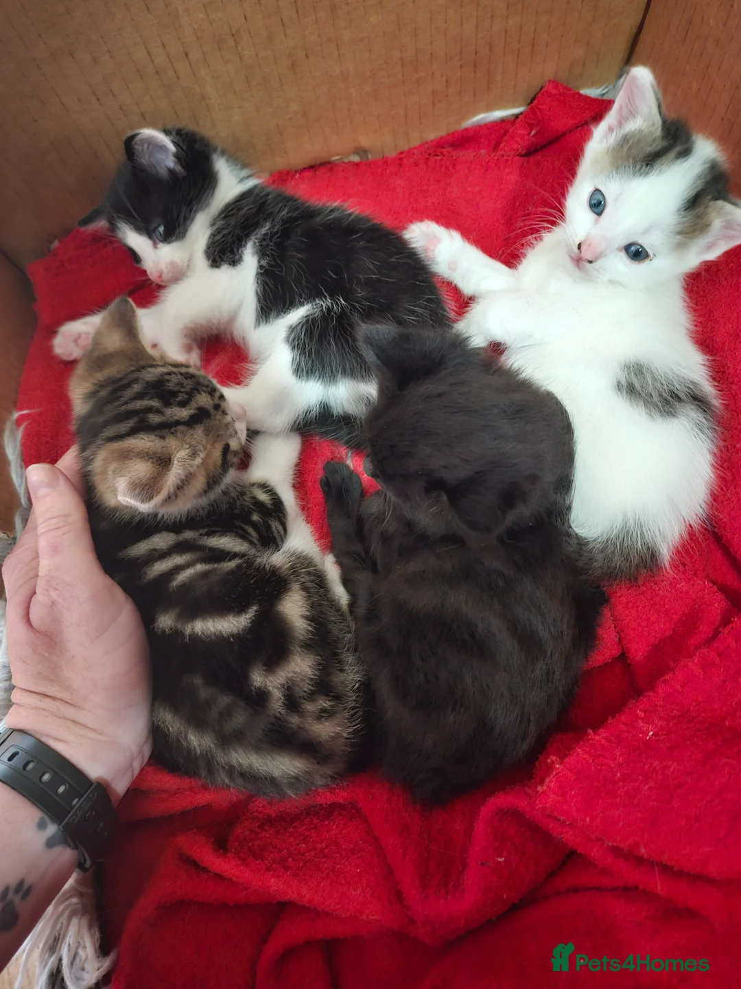 Mixed Breed cats for sale: Kittens in Llanwrtyd Wells - Advert 1