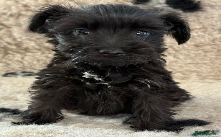 Miniature Schnauzer dogs - Advert 3