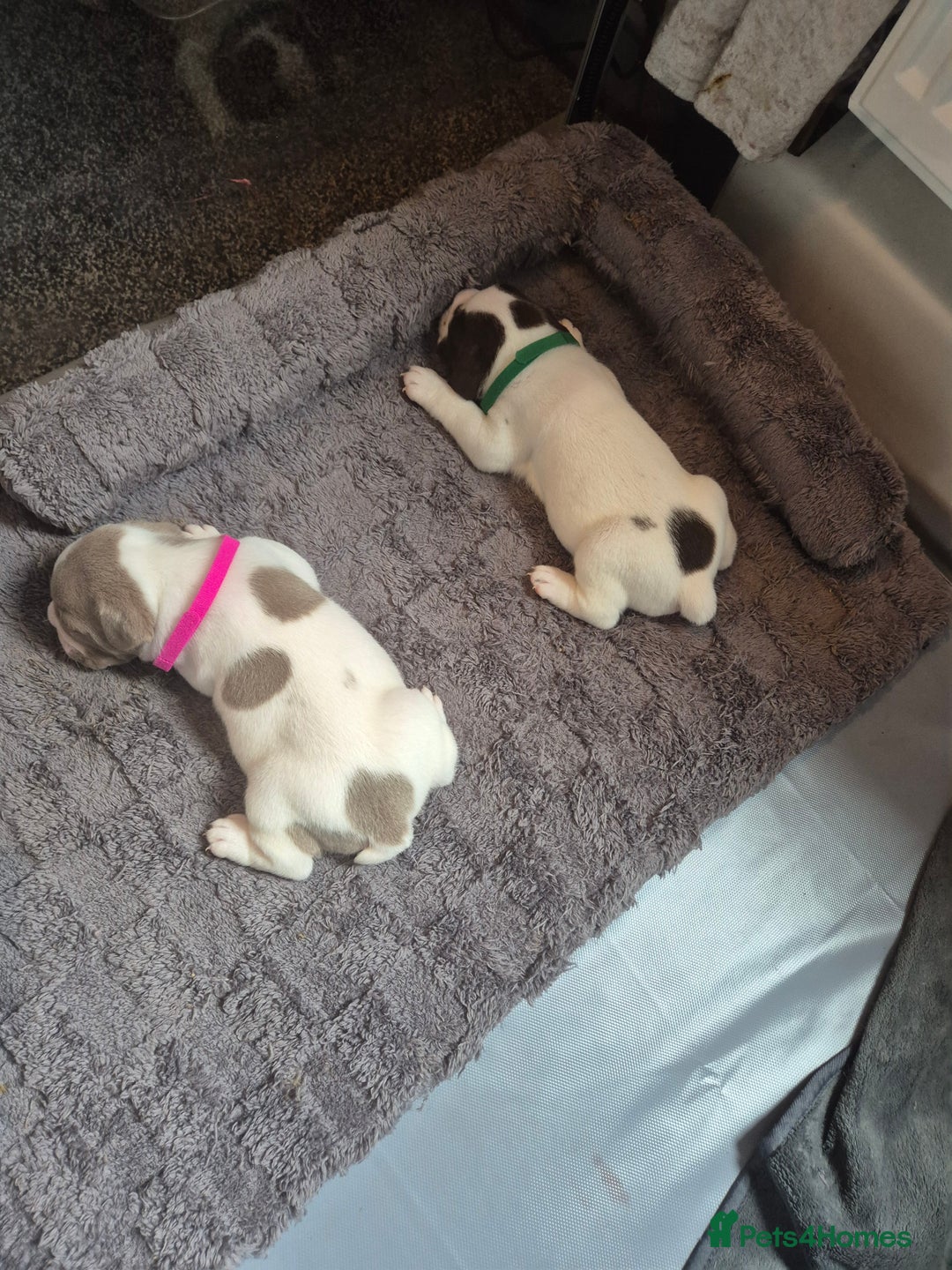 English Bulldog dogs for sale: Bulldog puppies - Image 13