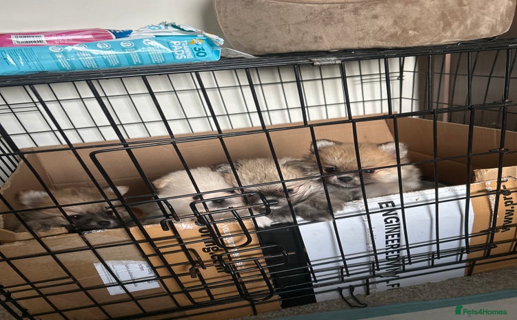 Pomeranian dogs - Advert 2