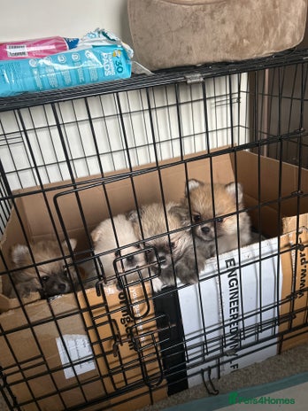 Pomeranian dogs - Advert 2