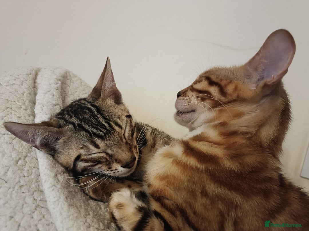 Domestic Shorthair cats for sale: Bengals  - Image 17