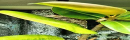 Gecko reptiles for sale: M Crested Gecko with Enclosure - Advert 3