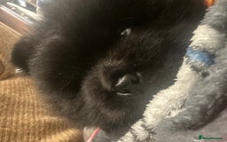 Chow Chow dogs for sale: 2 male chow chow puppies - Image 6