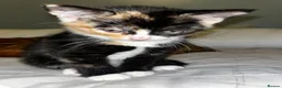 British Shorthair cats for sale: 3 Kittens for sale  - Advert 2
