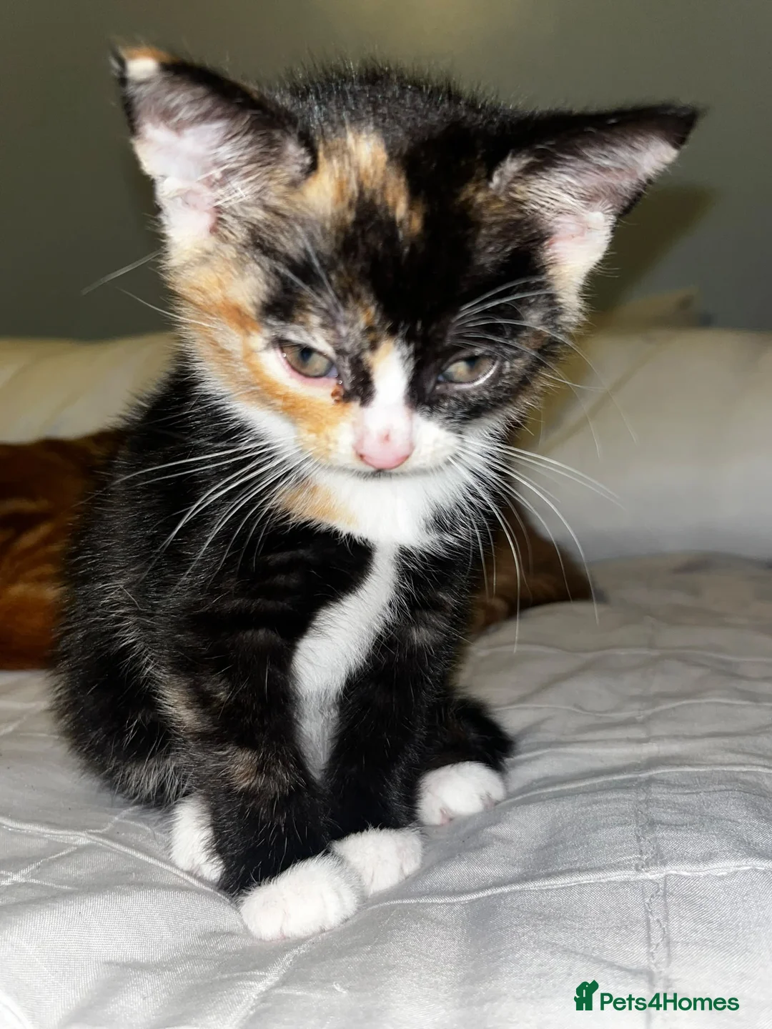 British Shorthair cats for sale: 3 Kittens for sale  - Advert 2