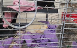 Ferret rodents for sale: Two ferret hobs for urgent adoption  - Image 3