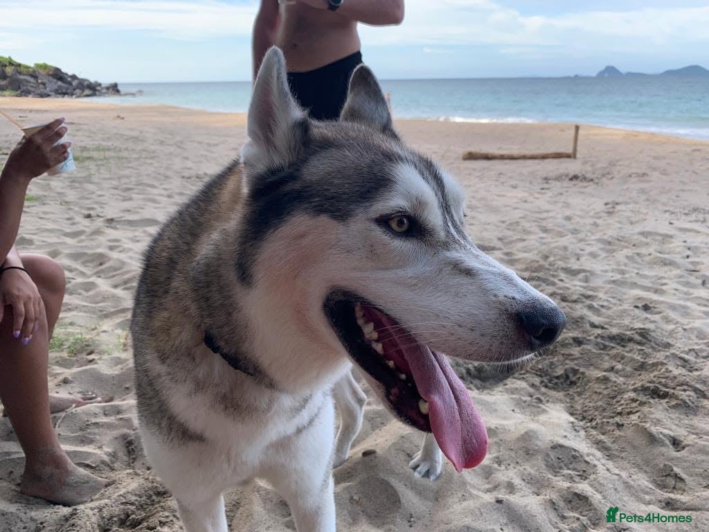 Siberian Husky dogs Husky looking to rehome - Advert 1