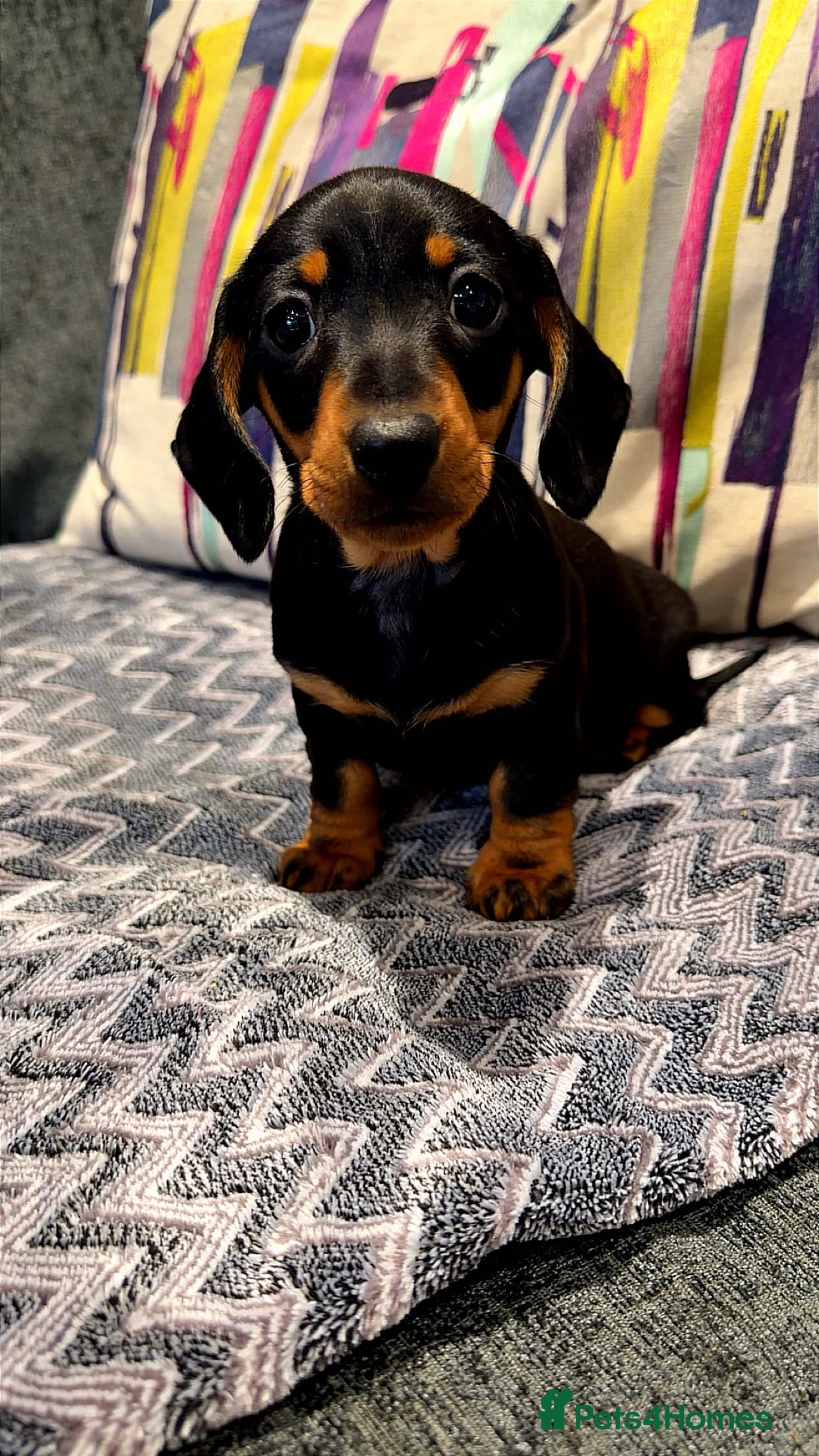 Miniature Dachshund dogs Ready to go Stunning puppies,kc reg and pra clear - Advert 10