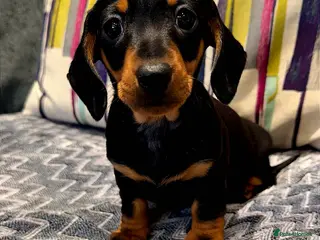 Miniature Dachshund dogs Ready to go Stunning puppies,kc reg and pra clear - Advert 14